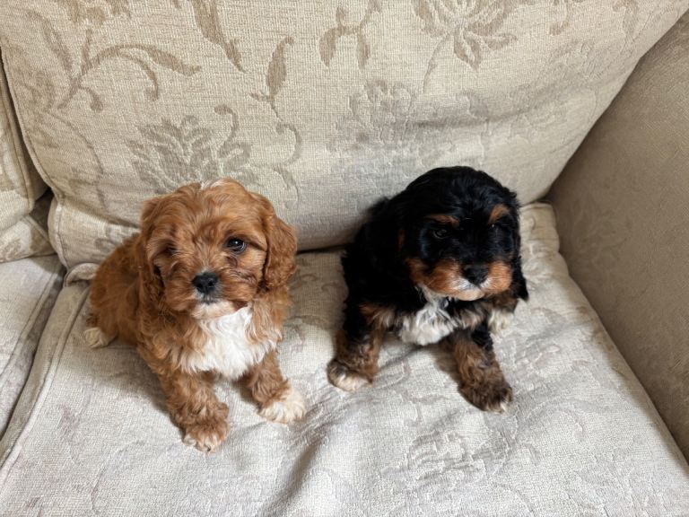 Cavapoo