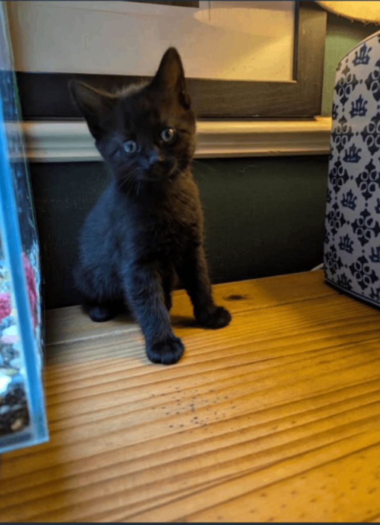 Kitten 
