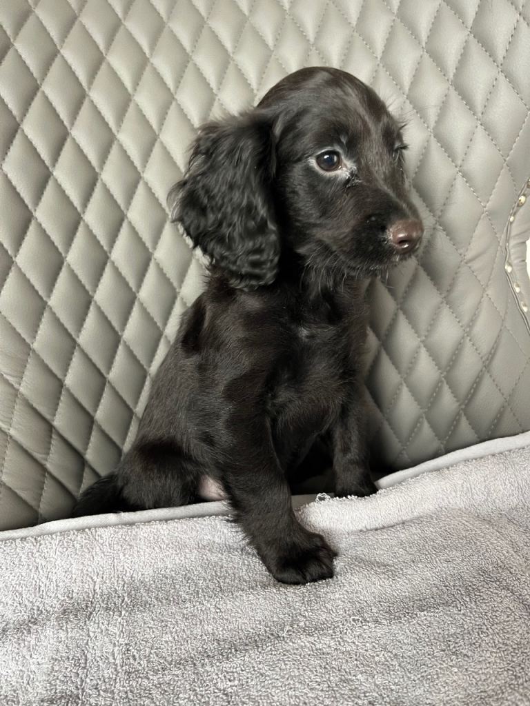 Cocker spaniel puppies 