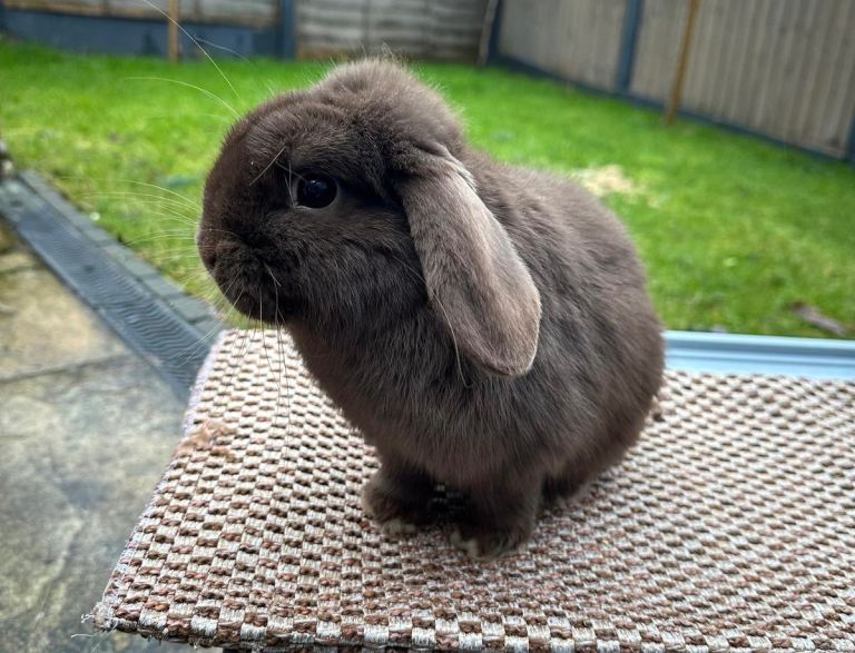 Baby mini lops Halosowen, West Midlands 