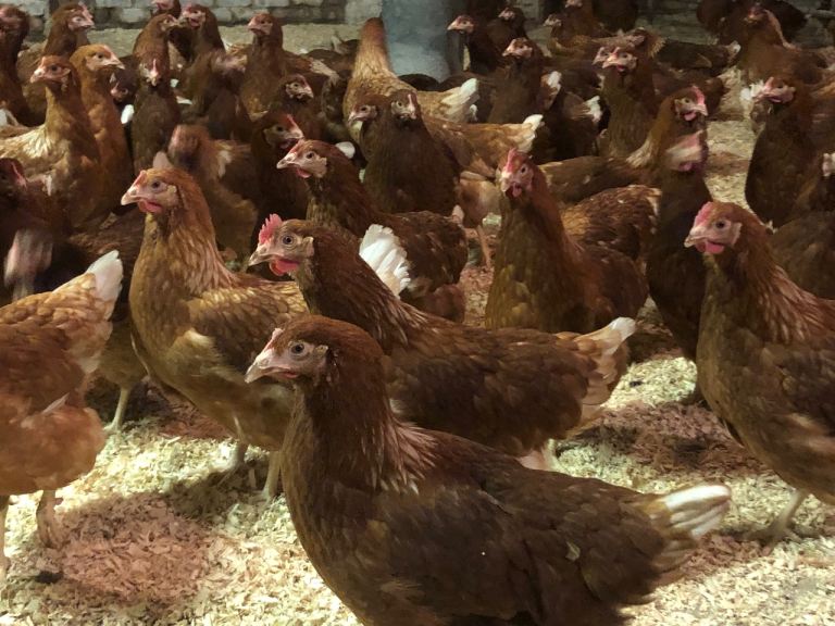 Hens/Chickens/Pullets 