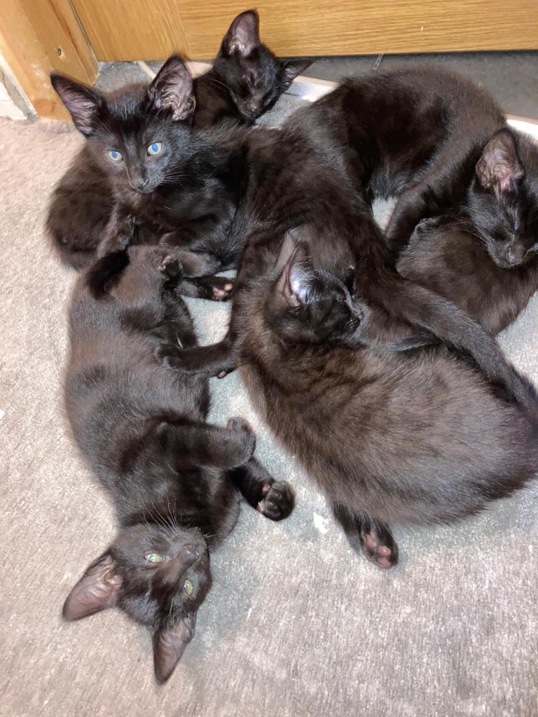 6 black baby kittens with white patch 