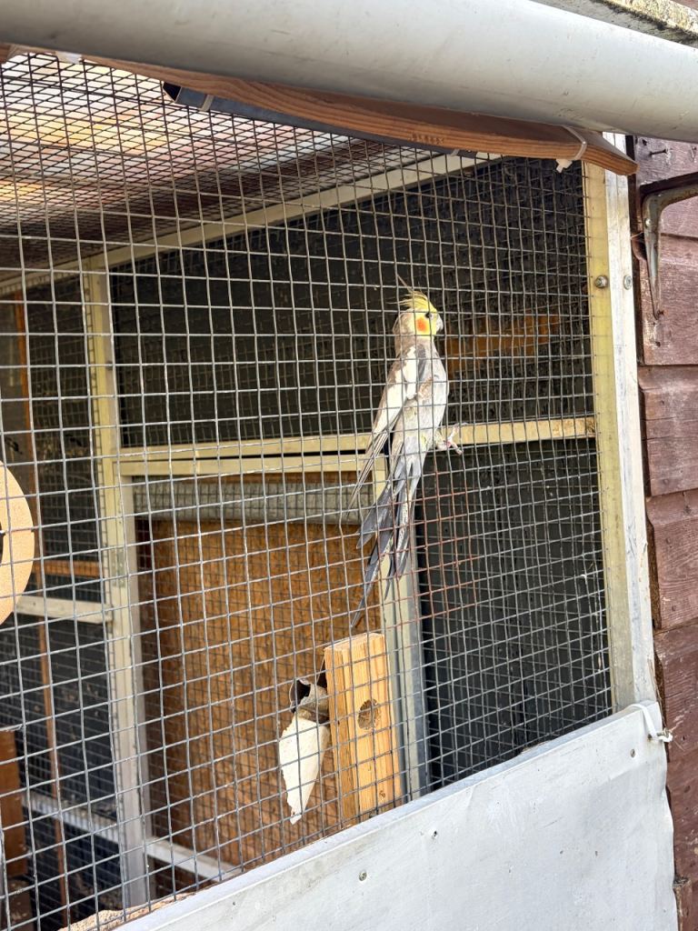 Cockatiel Bird