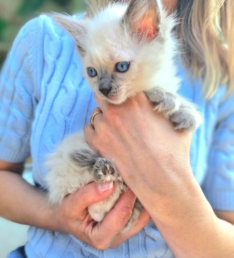 Ragdoll girl kitten cat