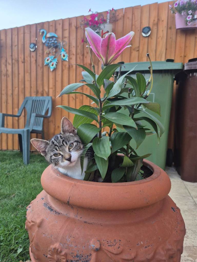 Kittens for sale!