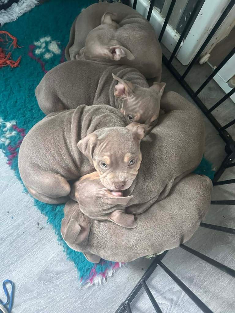 Pocket bully pups ABKC REG 