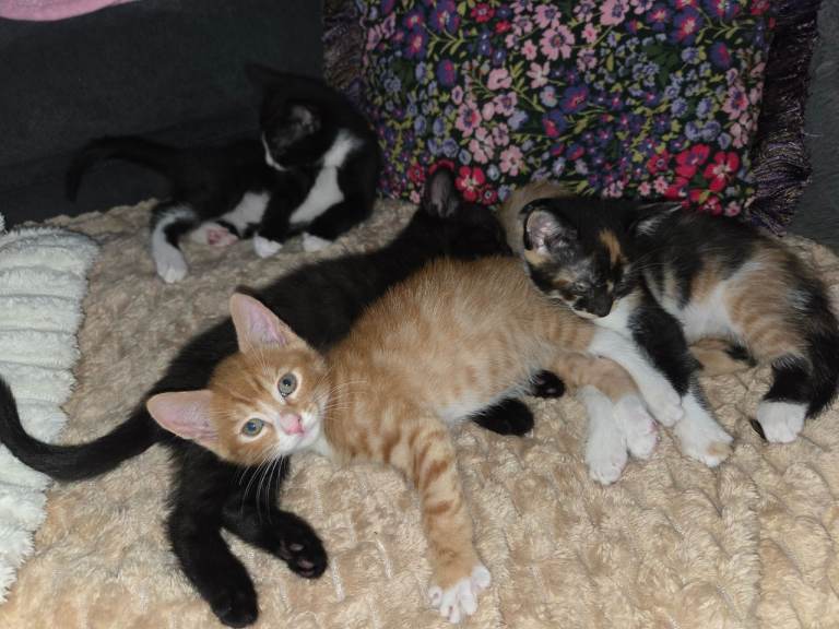 Sweet and cuddly kittens