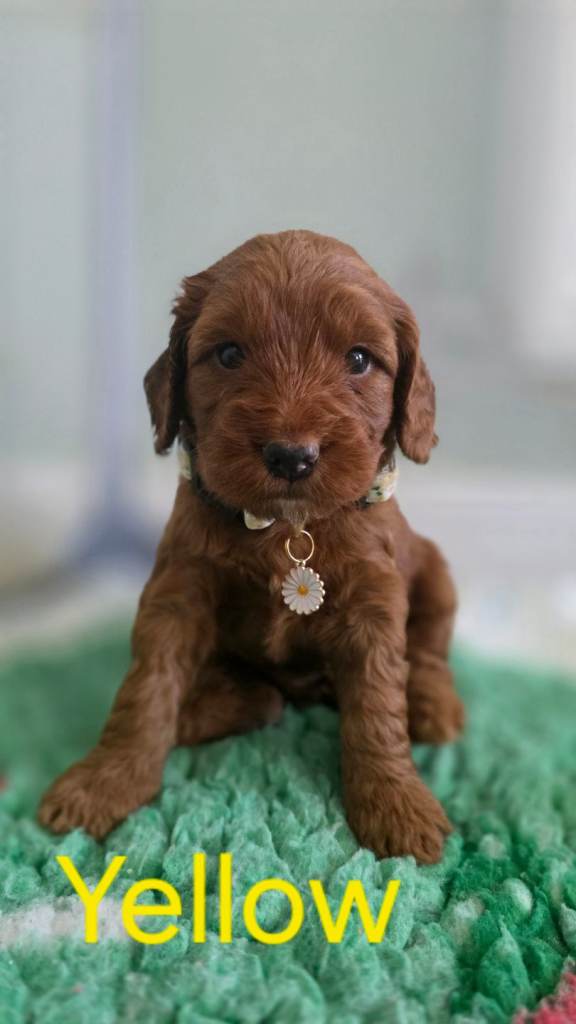 F1 COCKERPOO PUPPIES