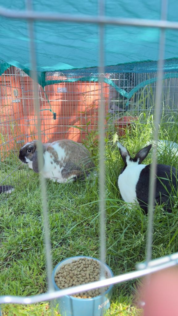 2 male rabbits 3 years old