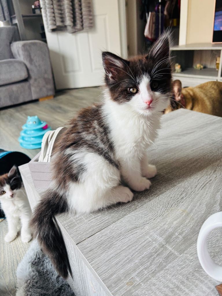 Turkish van mix kittens 10 weeks READY NOW REDUCED TO £200