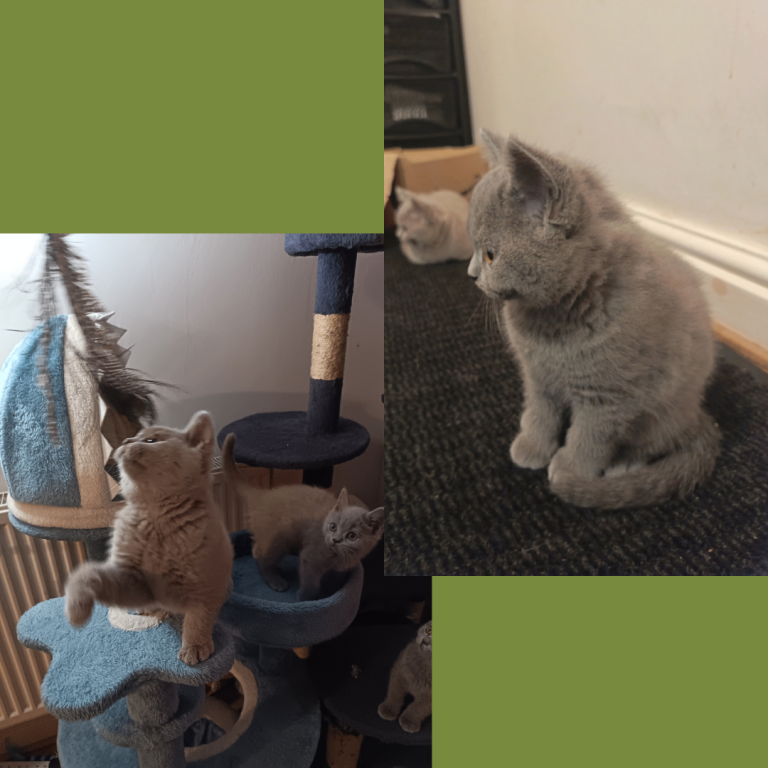   British Shorthair Kittens –Available now