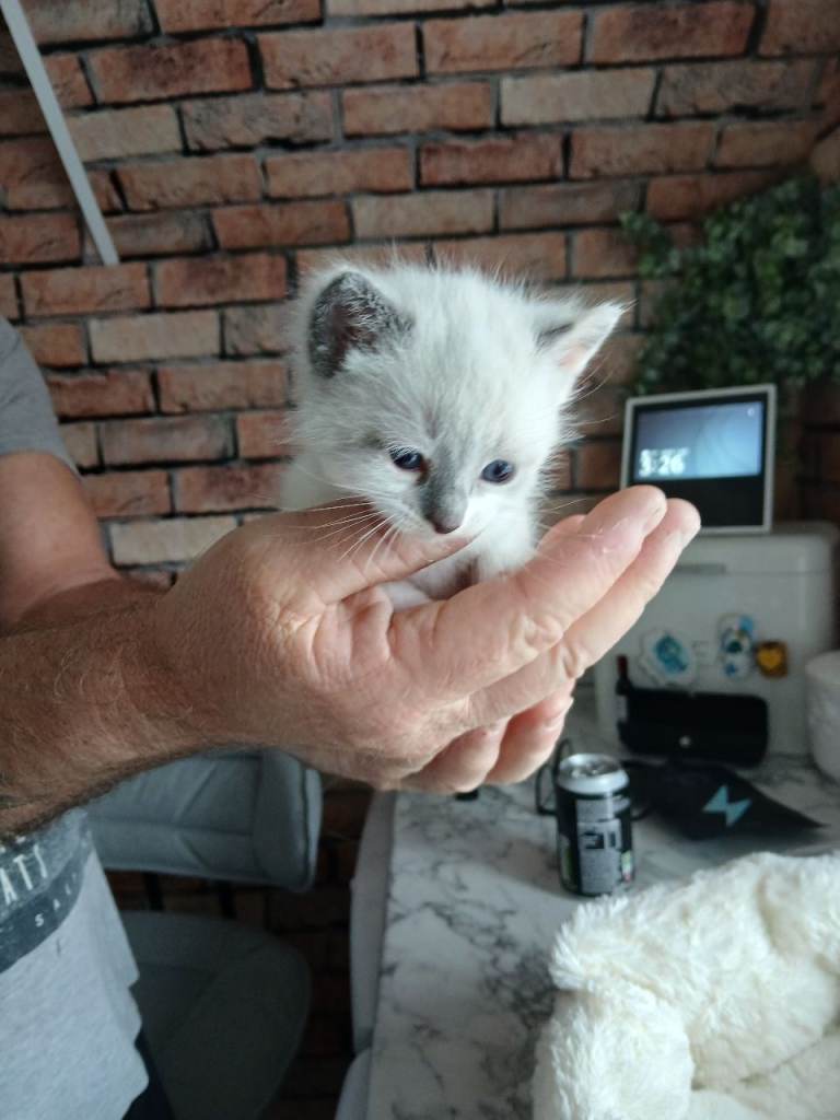 Ragdoll crossed kittens 