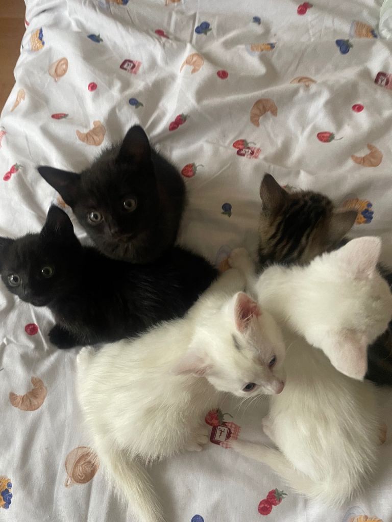 tabby kitties