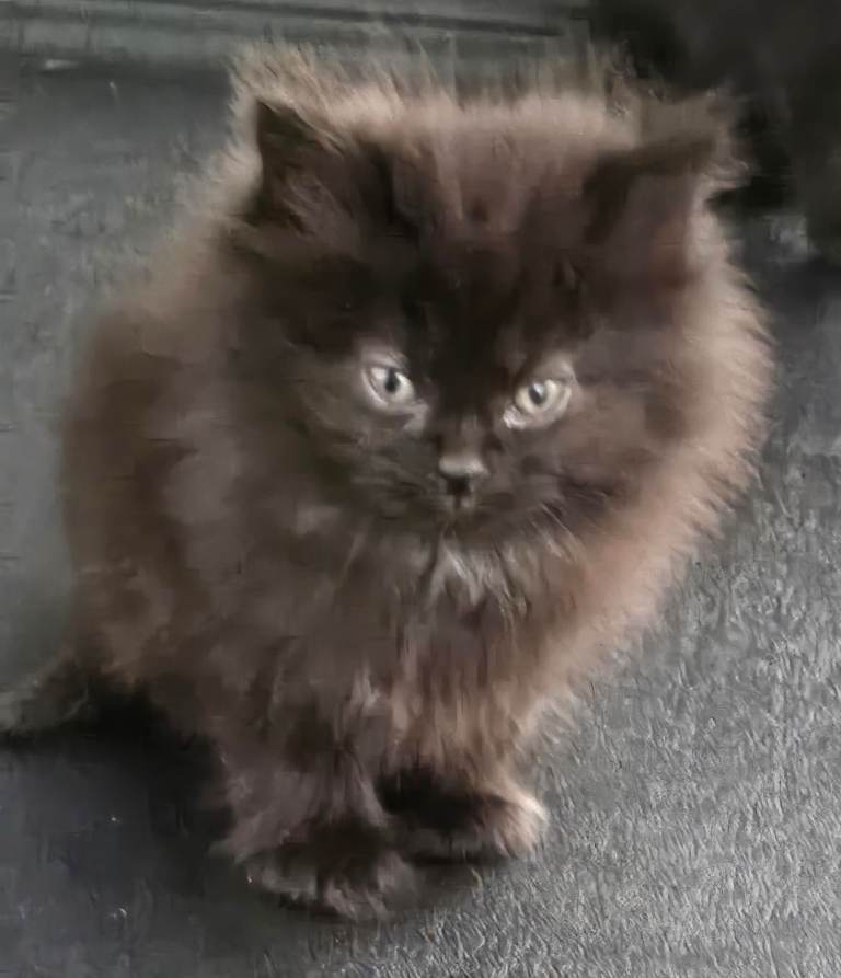 Beautiful black fluffy kittens