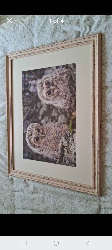 Lovely Tawny Owl Chicks Photograph by Allan Potts 