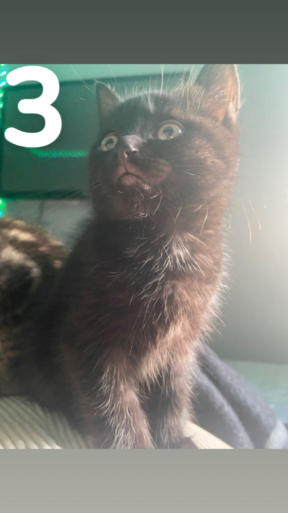 kitten