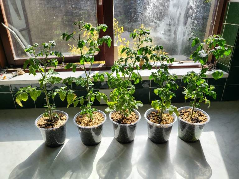 Live Tiny Tim Tomato plants