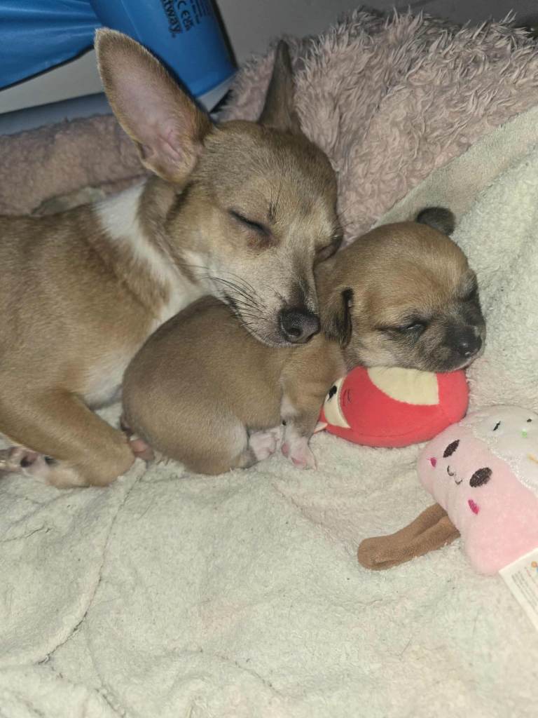 I am selling a 8 week old mini Chihuahua