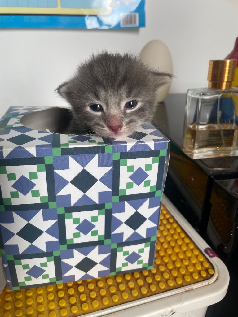 Adorable Kittens Looking for Loving Homes 