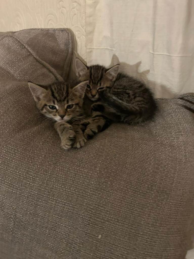 Kittens maine coon cross 