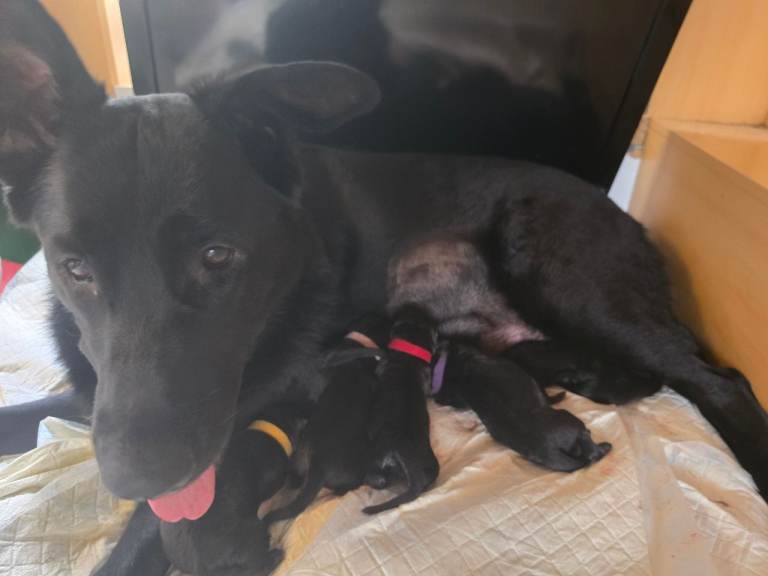 Black German Shepherd pups