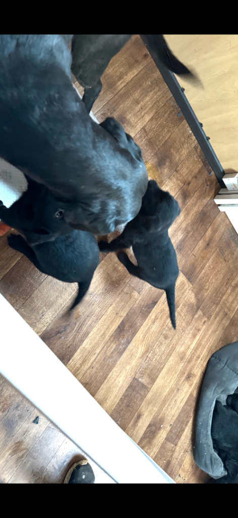 2 beautiful labradoodle puppies 