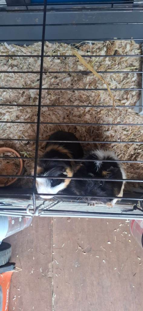 Guinea pigs x 2 and cage and supplies 
