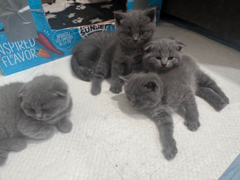 British Shorthair Kitten 