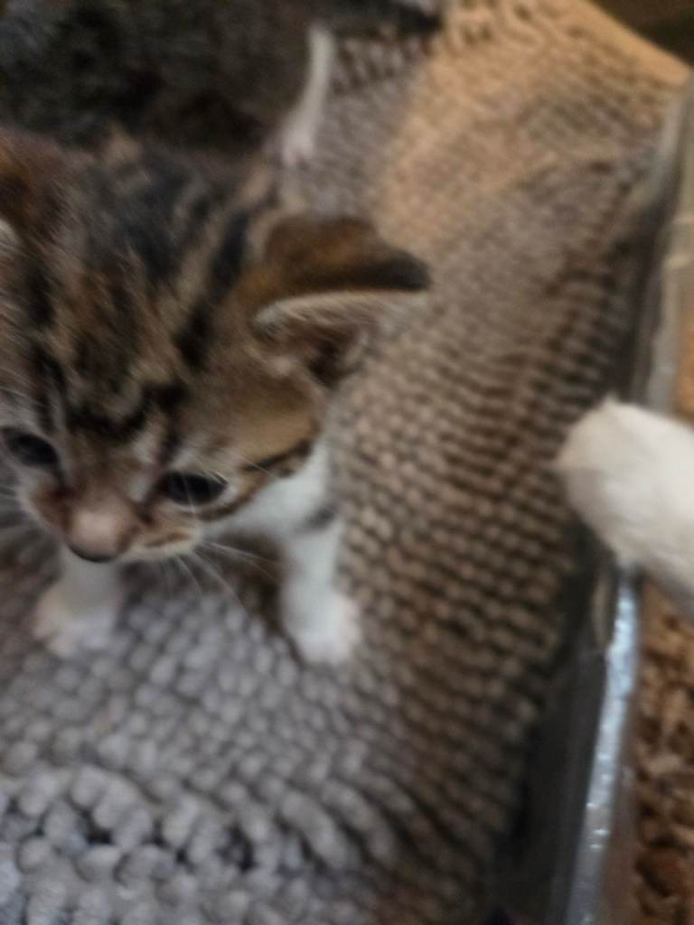 4 kittens looking for there forever home 