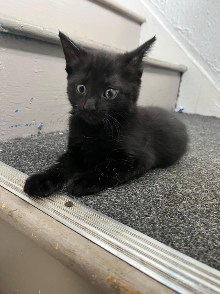 2 x Black Kitten, female