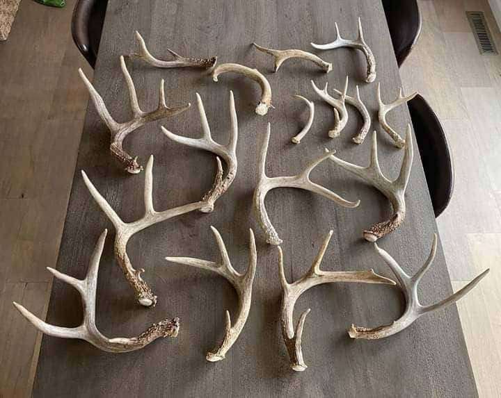 Natural Deer Antlers – Various Sizes, Good Condition