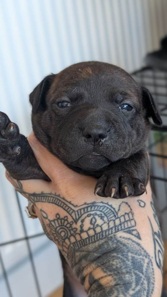 Staff pups