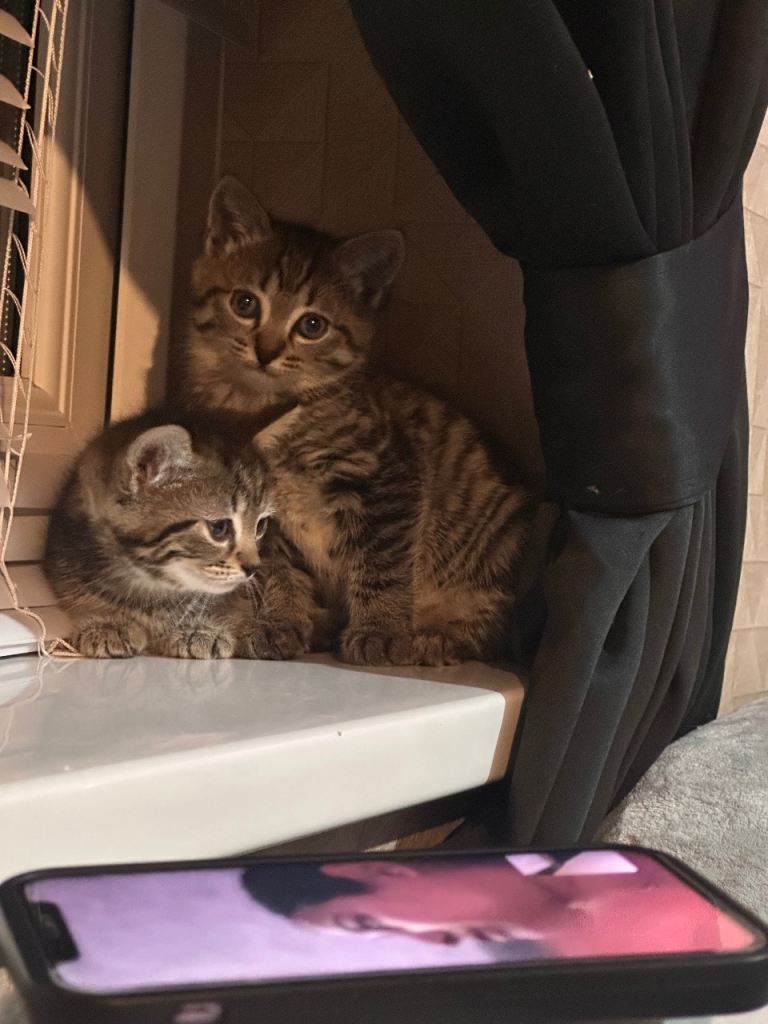 BEAUTIFUL KITTENS 
