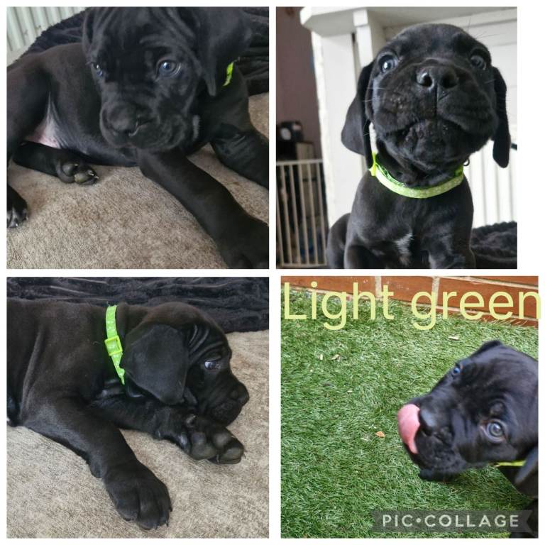 Beautiful cane corso puppy's 