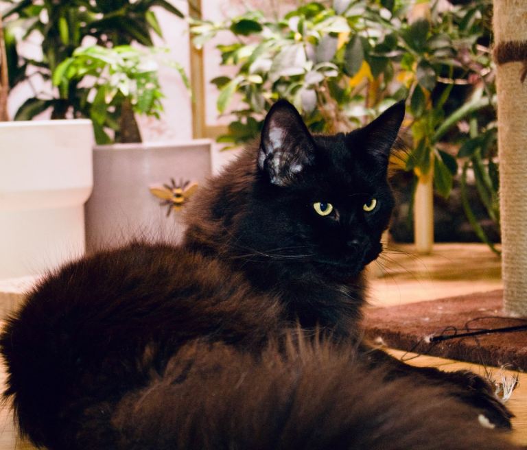 Gorgeous Black Smoke Purebred Maine Coon