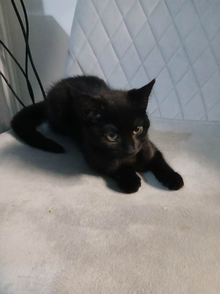 Black kitten
