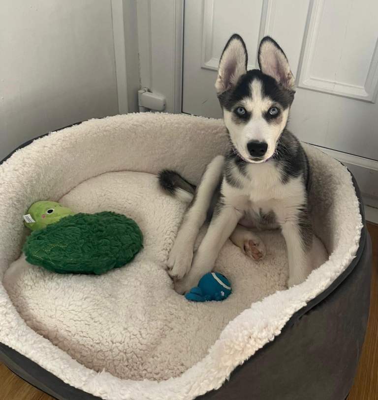 Male Husky puppy