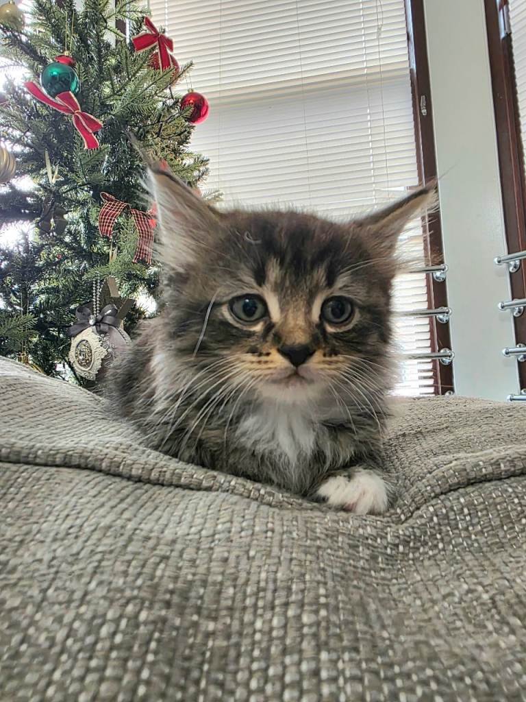 Fluffy Ragdoll Cross Female and Male Kittens – £500 – Glasgow