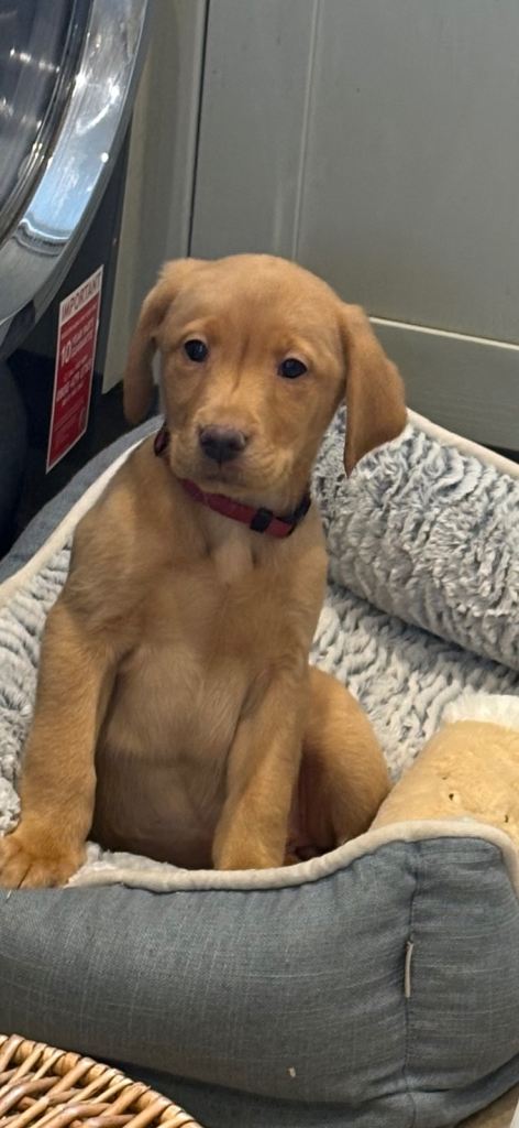 Gorgeous KC Registered Labrador Puppies 