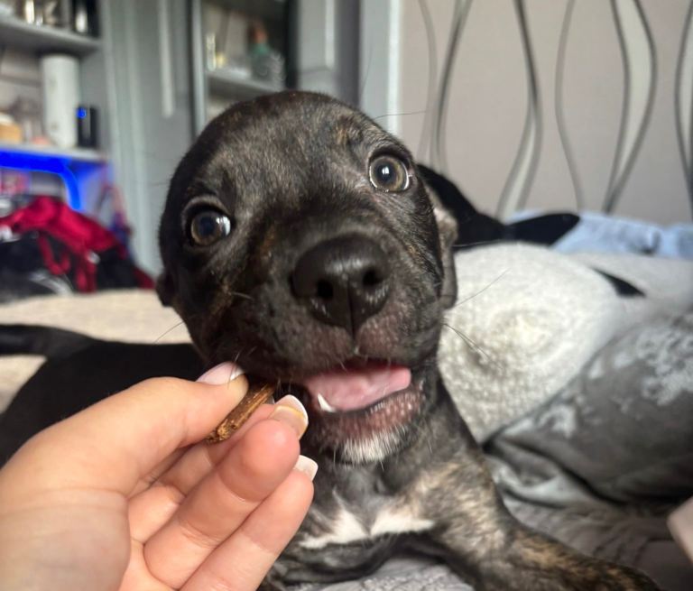 READY TO LEAVE!! Staffy puppies