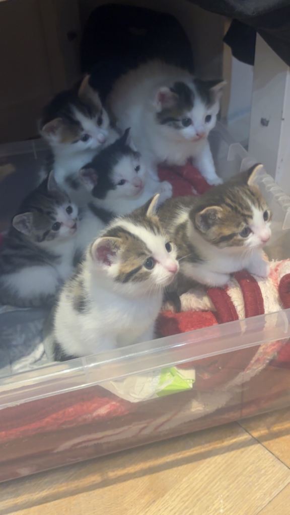 BEAUTIFUL KITTENS FOR SALE - £100