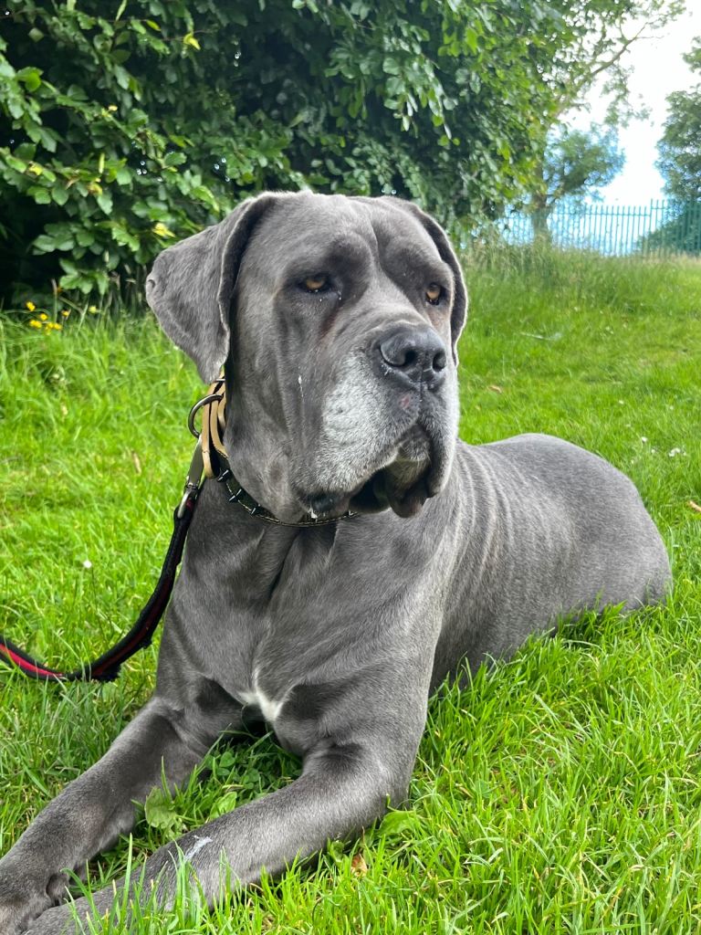 Cane Corso × Belgian Malinois 9 weeks old, ready to leave now, only 3 left  