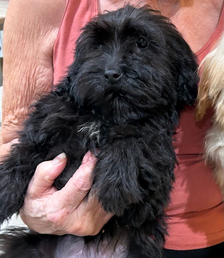 Stunning cockapoo puppies 