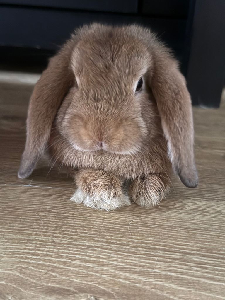 2x Mini Lops 