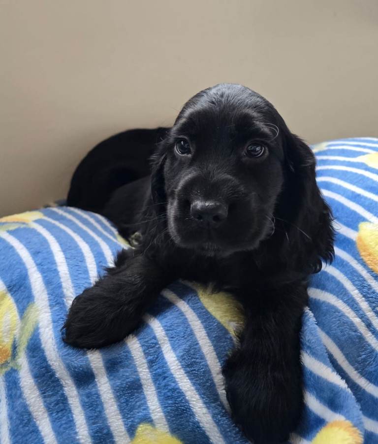 Cocker spaniel puppies 