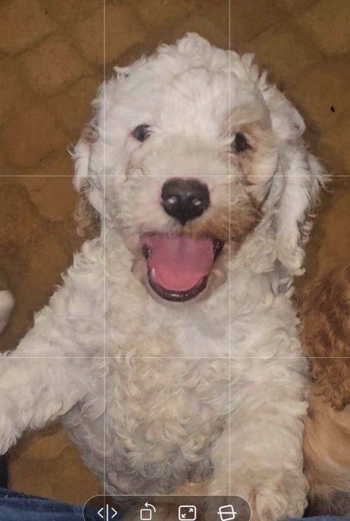 Cockapoo F2 Puppies