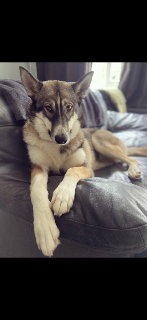 2 year old female husky and german shepherd mix