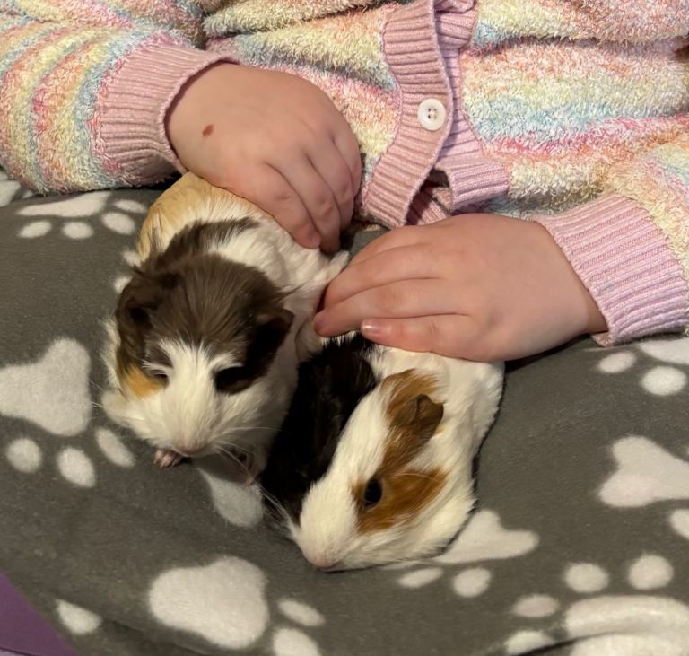 Guinea pigs and cage 