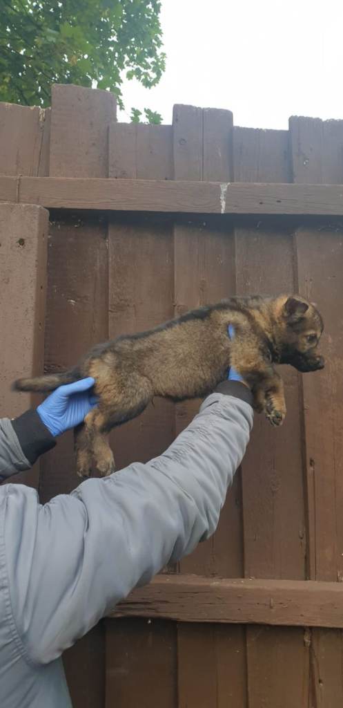 German Shepherd Puppies