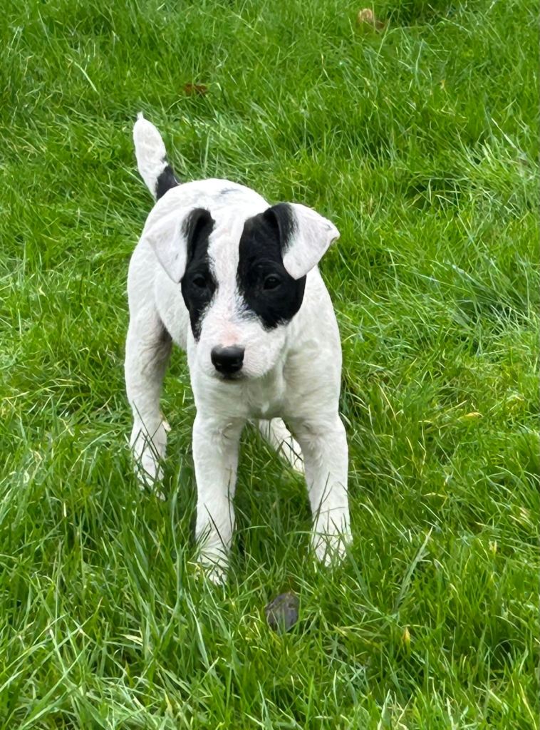 Male Jack Russell type puppy for sale